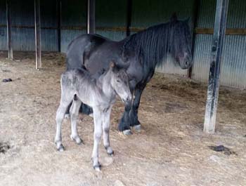 Fell pony mare Black Magic and her foal Victor